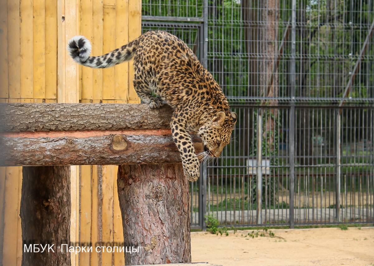 Новосёл зооуголка леопард Маркиза обживает свой новый дом