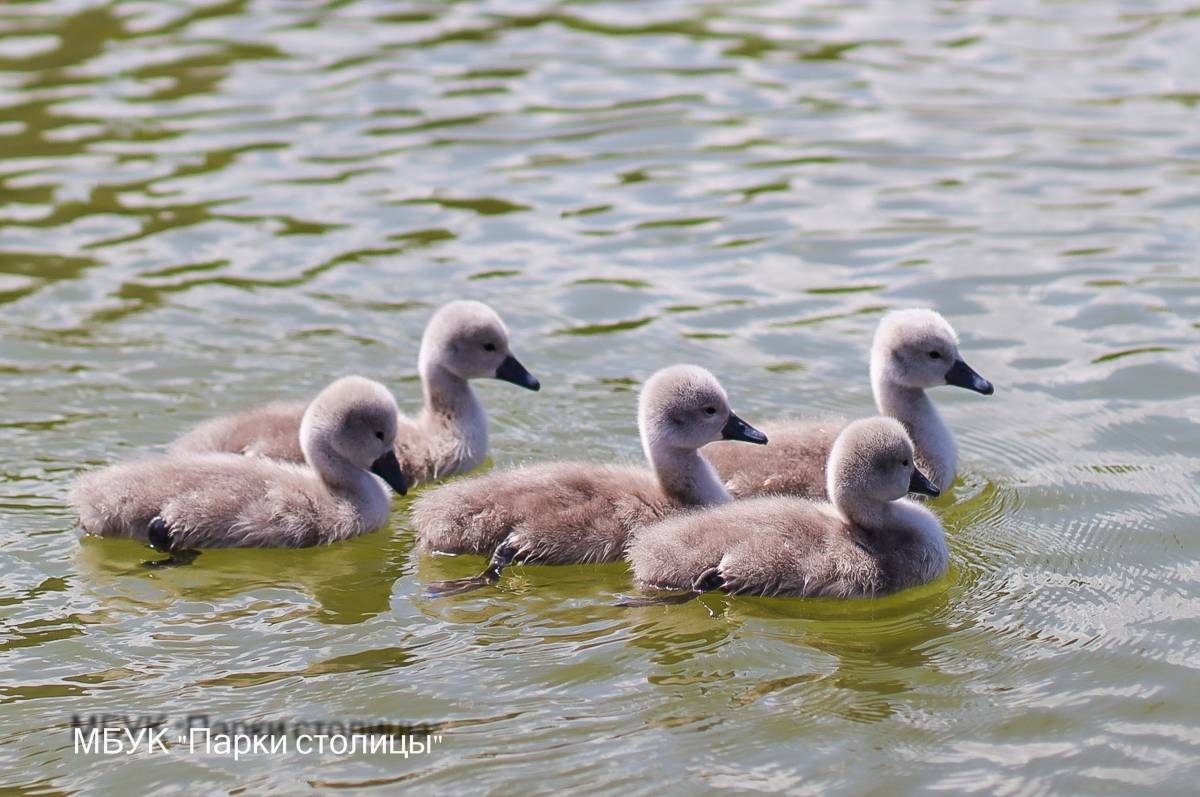 Лебедята в парке Гагарина активно осваивают пруд и окрестности