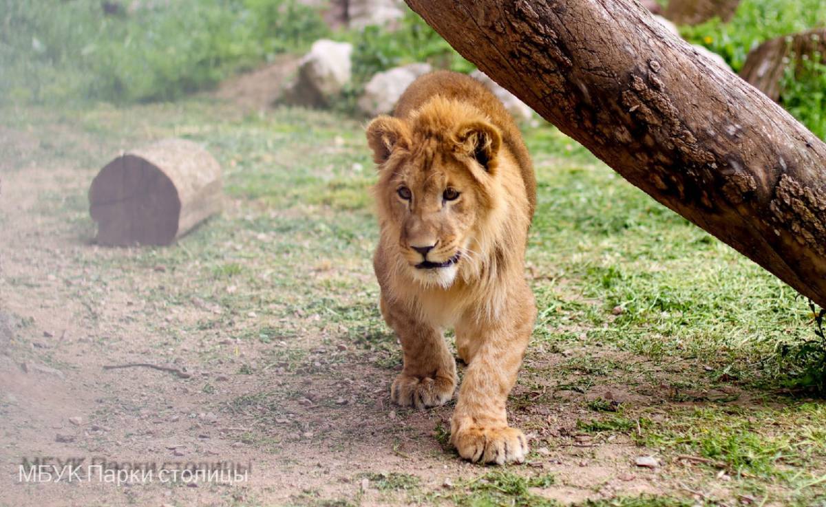 Интересные факты про африканских львов