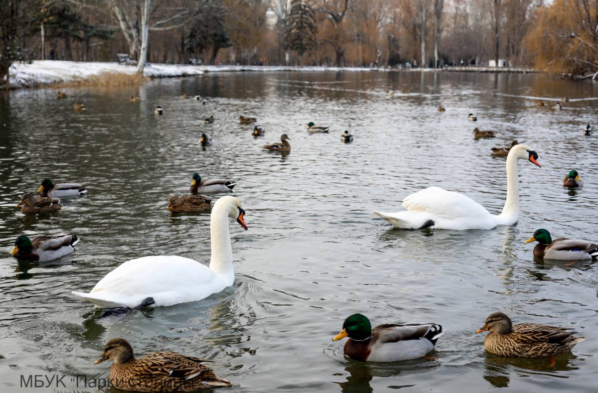 В морозы работники парка Гагарина подкармливают лебедей и диких уток на пруду (видео)