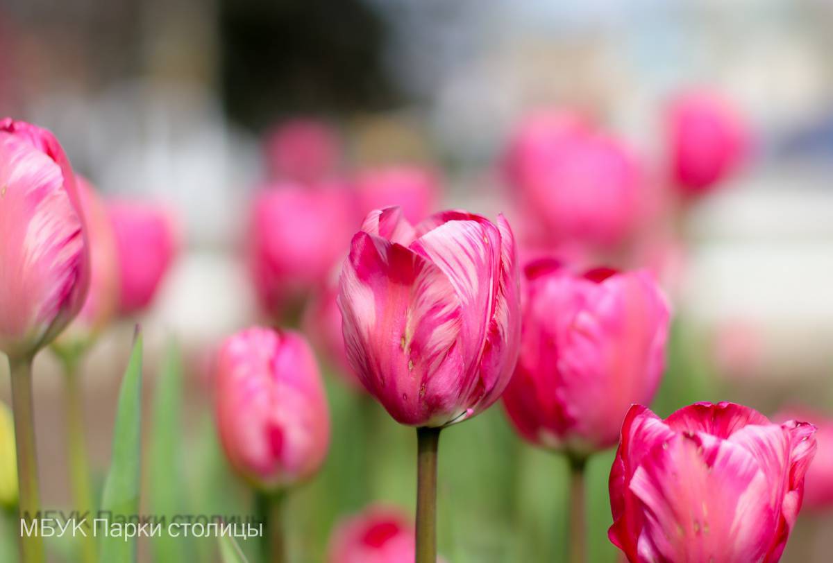 В Детском парке, на центральной аллее зацвели тюльпаны