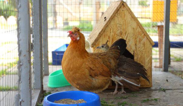 Карликовая курица симферопольского зооуголка стала приёмной мамой для птенцов павлина