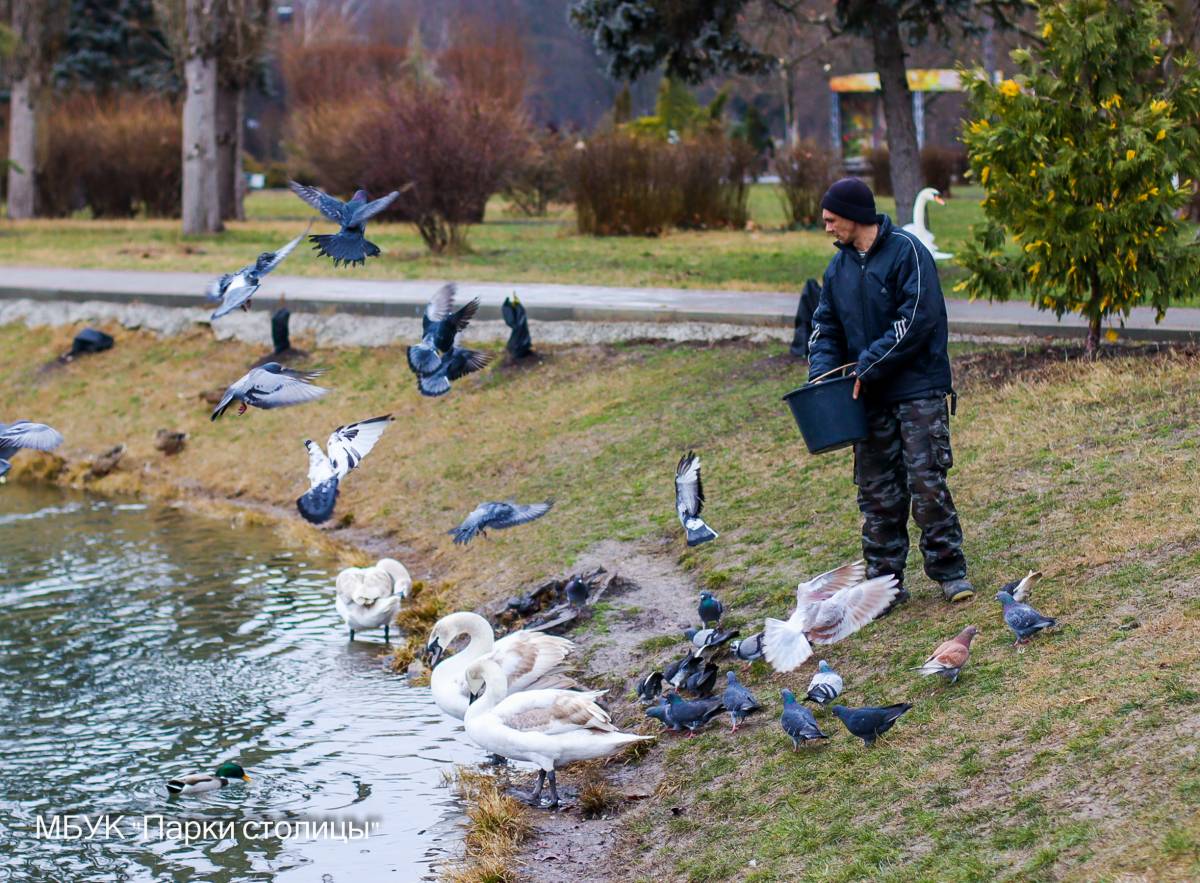 В холода работники парка Гагарина подкармливают птиц на пруду