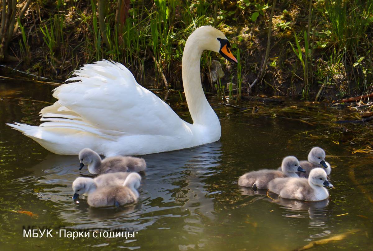 Большое пополнение в лебединой семье парка Гагарина