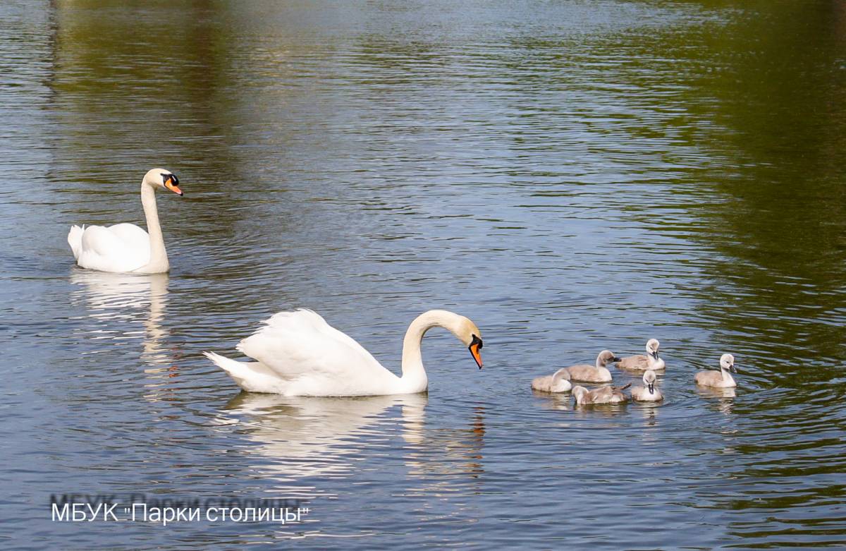 Лебедята в парке Гагарина активно осваивают пруд и притягивают внимание посетителей