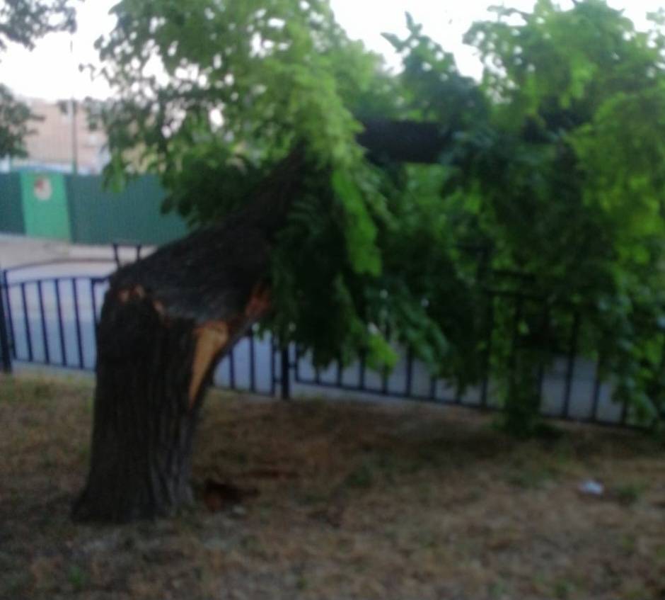 Работники учреждения «Парки столицы» освободили проезжую часть от упавшего дерева