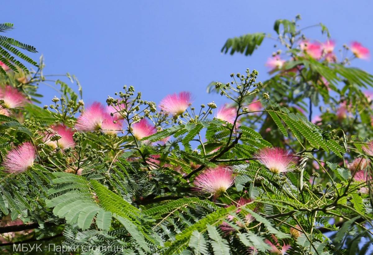 Альбиция ленкоранская цветёт в парках Симферополя