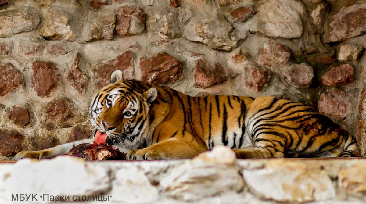 Амурский тигр Джедай – один из старожилов симферопольского зооуголка