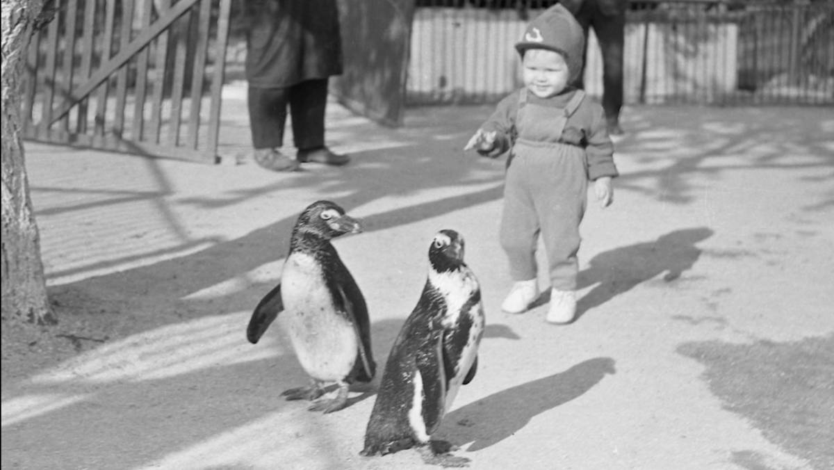 Пингвины симферопольского зооуголка 