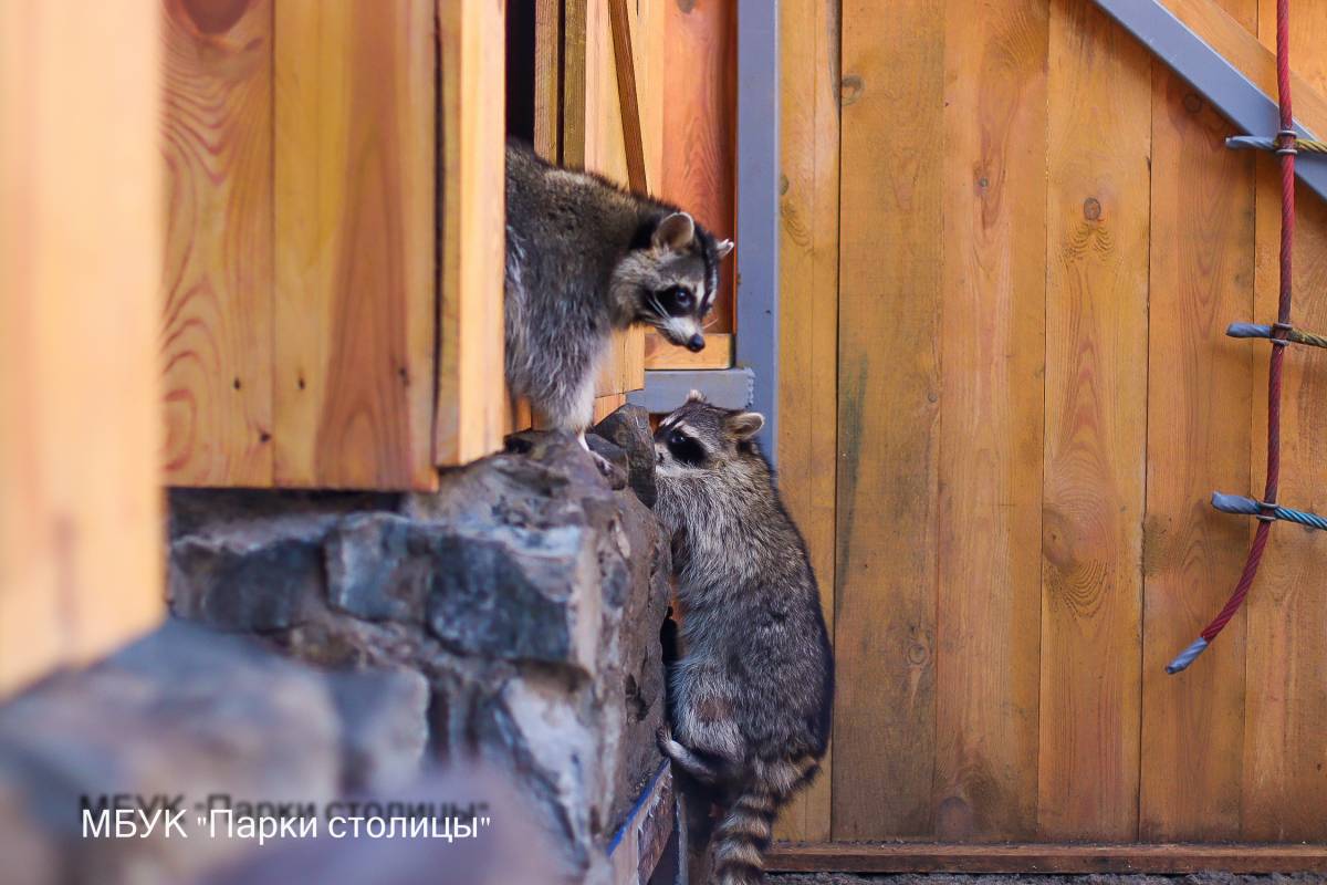 Тёплая погода нарушила зимнюю дремоту енотов симферопольского зооуголка