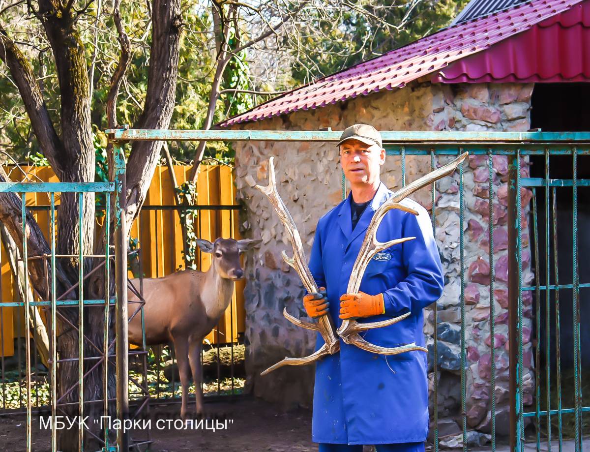 Олень Симферопольского зооуголка сбросил рога